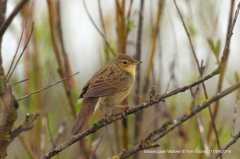 Grasshopper Warbler