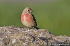 Linnet