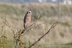 Short-eared Owl