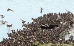 Redshanks