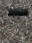 Redshanks roosting