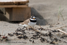 Ringed Plover