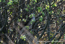 Sparrowhawk