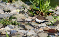 Common Sandpiper