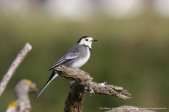 Pied Wagtail