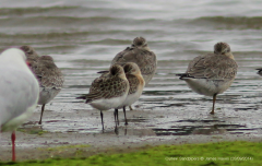 Curlew Sandpiper