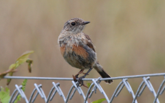 Stonechat