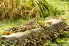 Rock Pipit