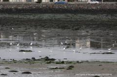 Little Egrets