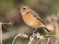 Stonechat