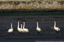 Whooper Swan