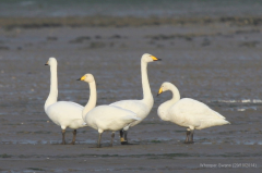 Whooper Swan