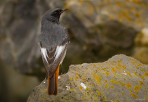 Black Redstart