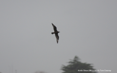 Arctic Skua