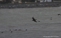 Arctic Skua