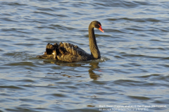 Black Swan