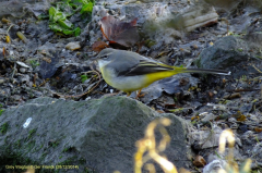 Grey Wagtail