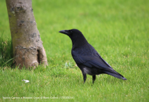 hydrid Carrion x Hooded Crow