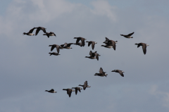 Brent Geese