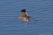 Redshank