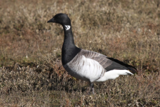 Brent Goose