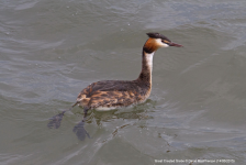 Great Crested Grebe