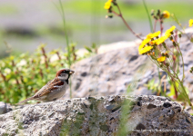 House Sparrow