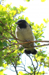 Hooded Crow