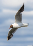 Black-headed Gull