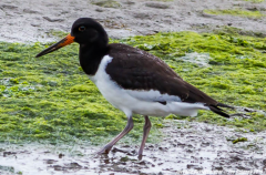 Oystercatcher