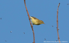 Willow Warbler