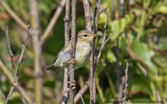 Willow Warbler