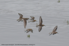 White-rumped Sandpiper