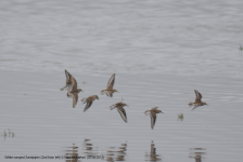 White-rumped Sandpiper