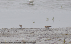 White-rumped Sandpiper