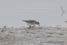 White-rumped Sandpiper