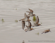 White-rumped Sandpiper