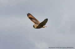 Short-eared Owl