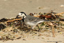 White Wagtail