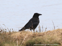 hybrid hooded x Carrion Crow