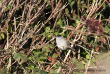 Blackcap