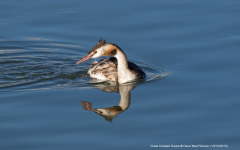 Great Crested Grebe