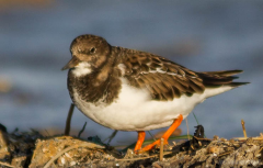 Turnstone