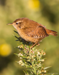 Wren