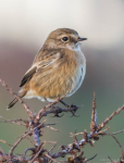 Stonechat