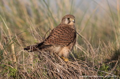 Kestrel