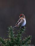 Redpoll