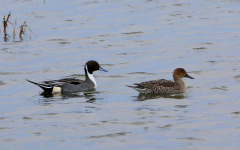 Pintails