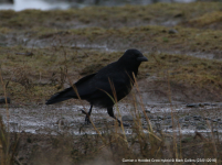 Carrion x Hooded Crow