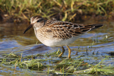 Pectoral Sandpiper